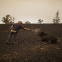 wide shot of farmer shooting calf in burned paragraph